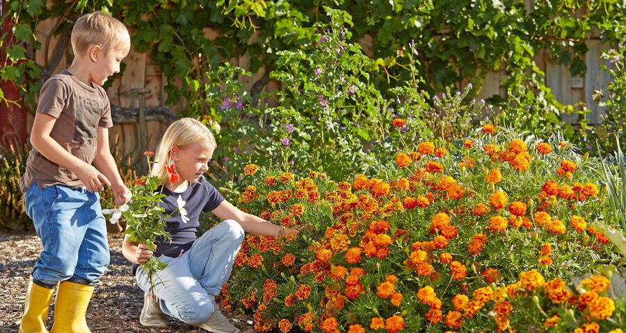 Mit pflegeleichten Pflanzen kommt es schnell zu sichtbaren Erfolgserlebnissen für die jungen Gartenfreunde. Foto: djd/SPERLI